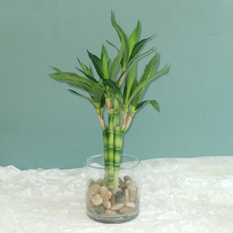 Succulent Set - 新しい40cm人工ラッキーバンブー多肉植物フェイクプラントフラワー、緑の鉢植え、庭、屋外ダイニングテーブル、水槽、家の装飾に。