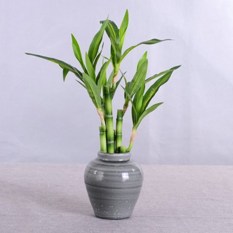 新しい40cm人工ラッキーバンブー多肉植物フェイクプラントフ - Succulent Set のレビューと価格