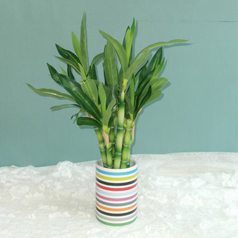 新しい40cm人工ラッキーバンブー多肉植物フェイクプラントフ - Succulent Set のレビューと価格