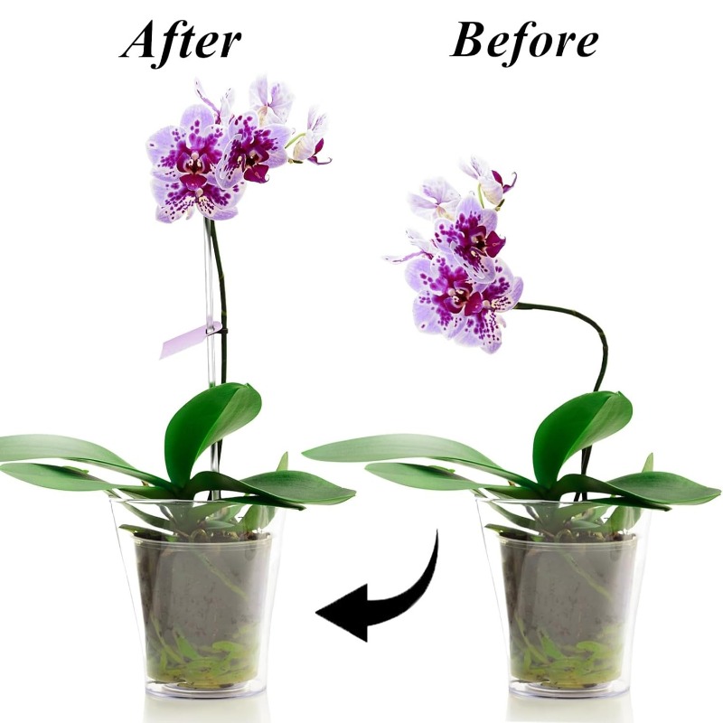再利用可能な透明な花の支柱 アクリル製植物支柱 透明な園芸棒 - Plant Support Stake のレビューと価格
